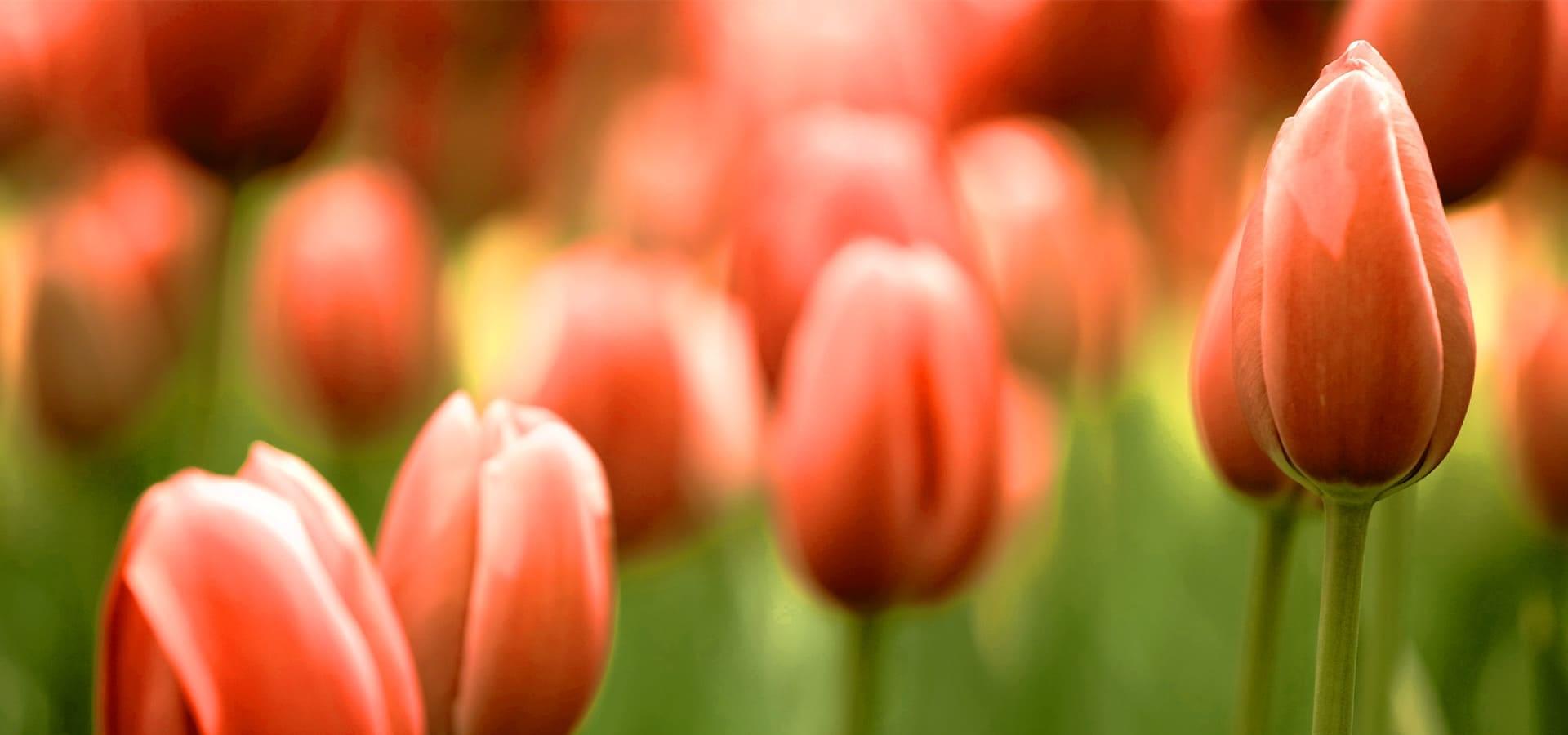 A FLOWER BLOSSOMS FOR ITS OWN JOY A FLOWER BLOSSOMS FOR ITS OWN JOY